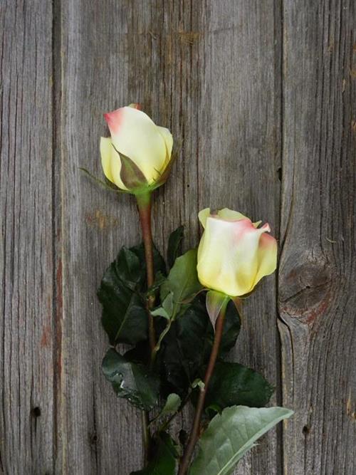 Wholesale Florida Yellow Roses Delivered Online FlowerFarm